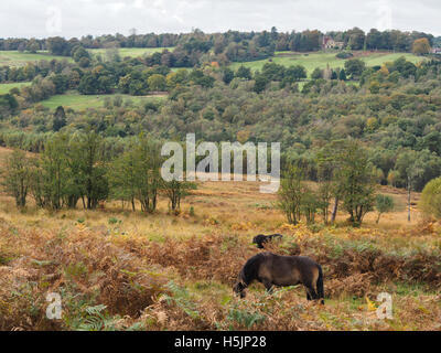 Exmoor Ponys grasen im Ashdown Wald im Herbst Stockfoto