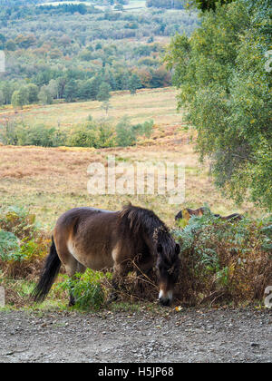 Exmoor Pony Weiden im Ashdown Wald im Herbst Stockfoto