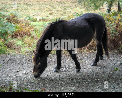 Exmoor Pony im Ashdown Wald im Herbst Stockfoto