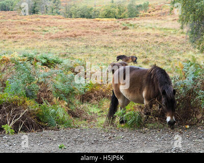 Exmoor Ponys grasen im Ashdown Wald im Herbst Stockfoto