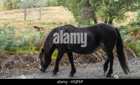 Exmoor Pony im Ashdown Wald im Herbst Stockfoto