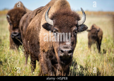 Plains Bisons (Bison bison Bison) oder American Buffalo, Riding Mountain National Park, Manitoba, Kanada. Stockfoto