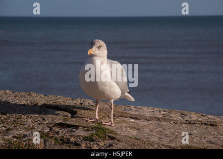 Gemeinsamen Möve, Larus Canus, an einer Wand bei Lyme Regis, Dorset Stockfoto