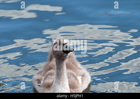 Swan, Schönheit, Vogel, Natur, ruhig, Wild, Natur, See, weiß, Wasser, anmutig, Swan River Stockfoto