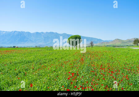 Der üppige Baum hinter der saftigen Wiese mit roten Mohnblumen, Vorort von Samarkand, Usbekistan. Stockfoto