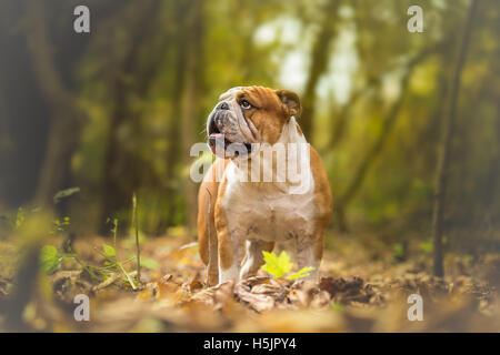 Englische Bulldogge am Wald Stockfoto