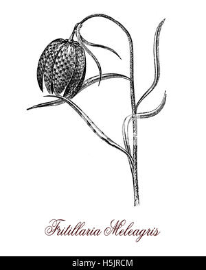 Fritillaria Meleagris oder karierte Lilie ist eine blühende Pflanze mit einem karierten Muster auf die Blüten meist violett, die Birne enthält giftige Alkaloide Stockfoto