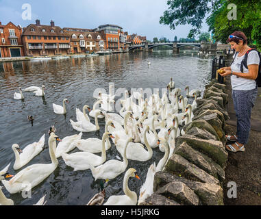 Großbritannien, England, Berkshire, Schwäne auf der Themse bei Windsor Stockfoto