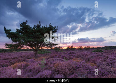 Westleton Heide Suffolk lila Heidekraut und Kiefer bei Sonnenuntergang Stockfoto
