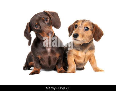 Zwei junge Dackel Rassehunde in ein Fotostudio auf einem weißen Hintergrund in Großbritannien fotografiert. Stockfoto