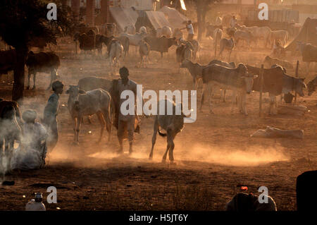 Naguar, Rajasthan, Indien - Februar 10, 2011: Staubige Abend einen Käufer mit Kuh, Zelte und Rinder im Hintergrund am Nagaur Rinder Fair, Rajasthan Indien Stockfoto