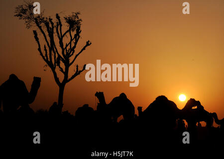 Naguar, Rajasthan, Indien - Februar 10, 2011: Sonnenuntergang Zeit und Silhouette der Kamel-Gruppe am Abend bei Naguar Vieh Fair, Naguar, Rajasthan, Indien. Stockfoto