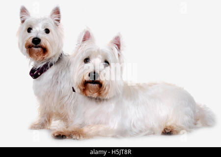 Zwei west Highland Terrier in einem Fotostudio in Großbritannien fotografiert. Stockfoto