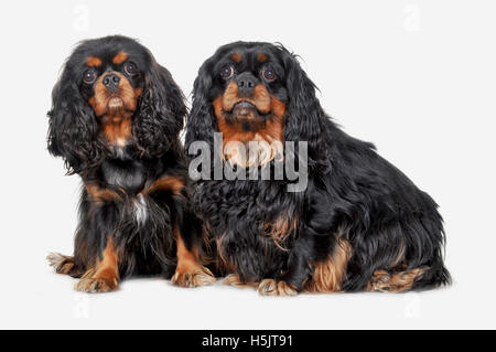 Zwei King Charles Spaniel Hunde fotografiert auf einem weißen Hintergrund in ein Fotostudio im Vereinigten Königreich. Stockfoto