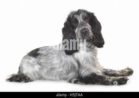 Cocker Spaniel auf weiß in einem Fotostudio fotografiert. Stockfoto