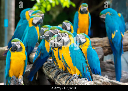 Blau-gelbe Ara Vögel sitzen auf Holz Zweig. Bunte Papageien Vögel im Wald. Stockfoto