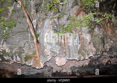 City Park Höhlen, Phangnga Stockfoto