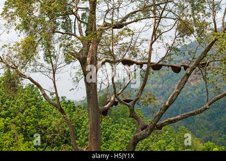 Wildbienen nisten auf Baum, Sri Lanka Stockfoto