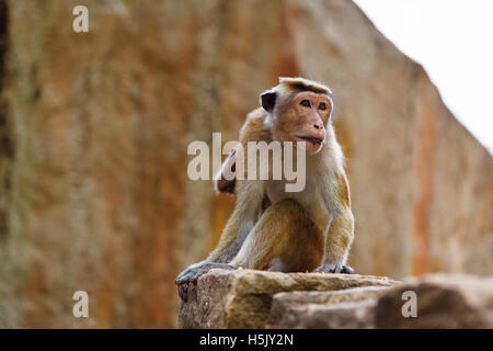 Bonnet Macaque Affen auf Stein, Sri Lanka Stockfoto