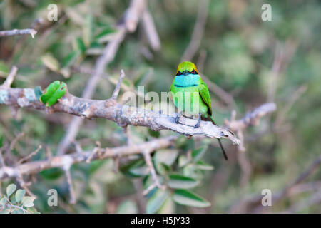 Kleine grüne Bienenfresser sitzen auf Baum, Yala-Nationalpark, Sri Lanka Stockfoto