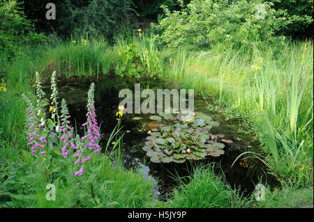 Garten-Teich und der umliegenden Vegetation im Garten Lebensraum Stockfoto