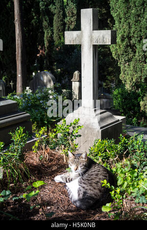 Katze neben Grab Cimitero Degli Inglesi, cemeterio acattolico, Rom Italien Stockfoto