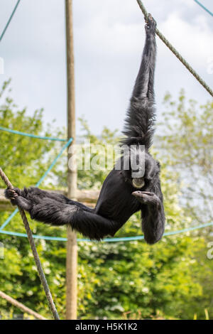 Weiß übergab Gibbon Hylobates Lar schaute mich direkt an Stockfoto