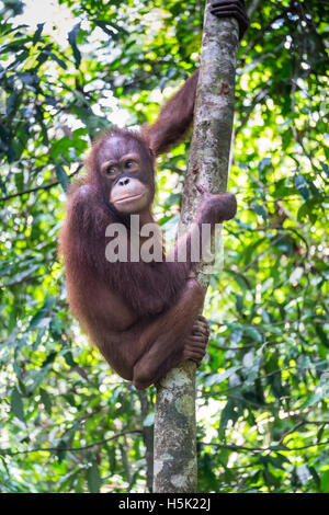 Eine nachdenkliche Orang-Utan ist auf einem Baum im tropischen Regenwald gesehen. Stockfoto