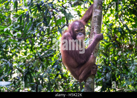 Eine nachdenkliche Orang-Utan ist auf einem Baum im tropischen Regenwald gesehen. Stockfoto