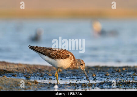 Sandpiper an der Mündung der Suche nach Nahrung Stockfoto