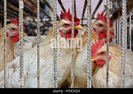 Hühner in einem Käfig bereit für den Verkauf auf dem arabischen Markt. Stockfoto