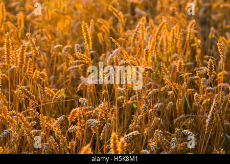 Ohren, Weizen (Triticum Aestivum), Weizenfeld bei Dämmerung, Getreideanbau, Dippoldiswalde, Sachsen, Deutschland Stockfoto