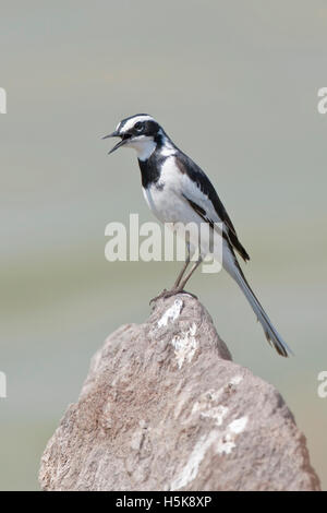 Afrikanische Pied Bachstelze (Motacilla Aguimp), Hwange Nationalpark, Zimbabwe, Afrika Stockfoto