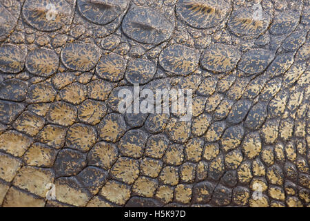 Nahaufnahme eines Nil-Krokodil (Crocodylus Niloticus), Chobe Nationalpark, Botswana, Afrika Stockfoto