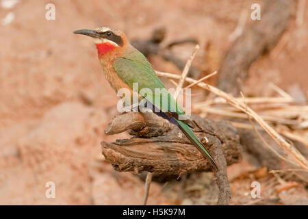 White-fronted Bienenfresser (Merops Bullockoides), Chobe Nationalpark, Botswana, Afrika Stockfoto