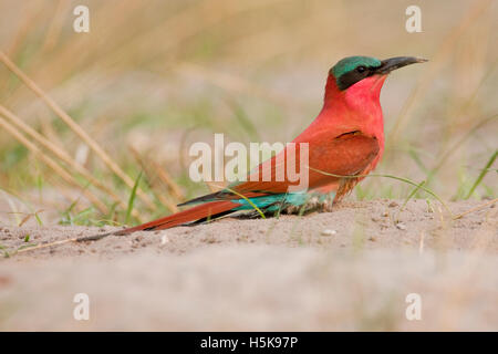 Südlichen Carmine Bienenfresser (Merops Nubicoides), Mudumu Nationalpark, Namibia, Afrika Stockfoto