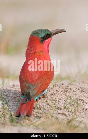 Südlichen Carmine Bienenfresser (Merops Nubicoides), Mudumu Nationalpark, Namibia, Afrika Stockfoto