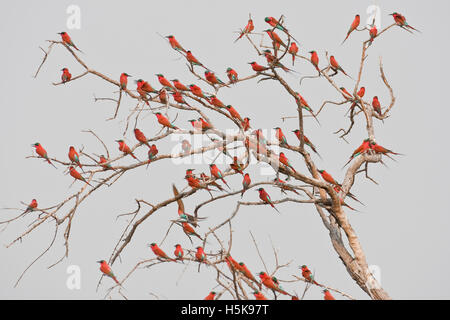 Südlichen Carmine Bienenfresser (Merops Nubicoides), Mudumu Nationalpark, Namibia, Afrika Stockfoto