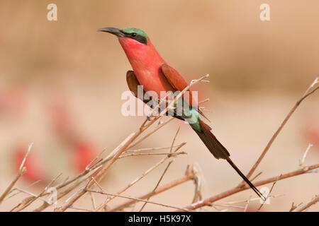 Südlichen Carmine Bienenfresser (Merops Nubicoides), Mudumu Nationalpark, Namibia, Afrika Stockfoto