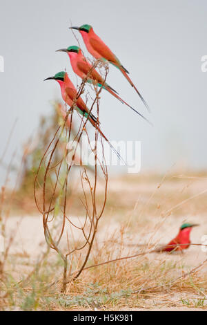 Südlichen Carmine Bienenfresser (Merops Nubicoides), Mudumu Nationalpark, Namibia, Afrika Stockfoto