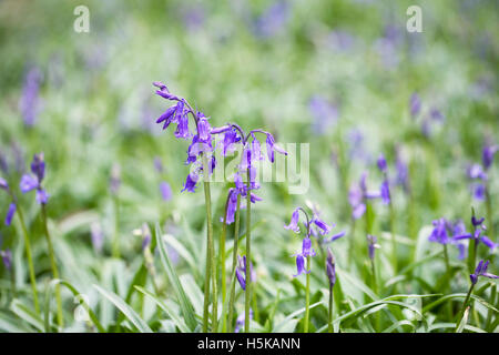 Hyacinthoides non Scripta. Englische Bluebell Blumen. Stockfoto