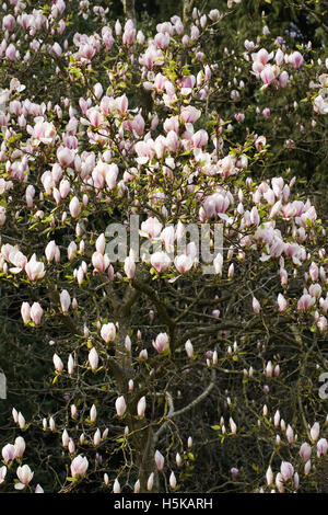 Magnolia 'Treve Holman' Blumen. Stockfoto