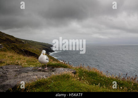 Möwe sitzt auf der Dingle Halbinsel Stockfoto