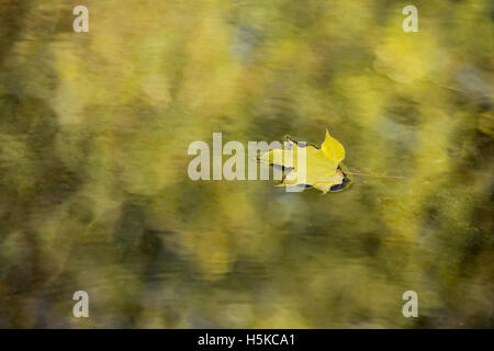 Gefallenen Herbst Ahornblatt schwimmt auf Wasser in der Landschaft der Cotswolds. UK Stockfoto