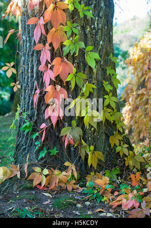 Parthenocissus Quinquefolia. Wildem Wein / amerikanischen Ivy im Herbst, einen Baumstamm aufwachsen. Cotswolds, England Stockfoto