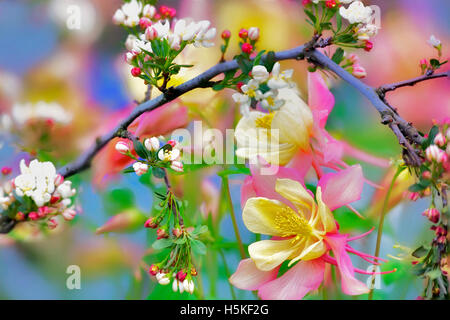 Holzapfel (Sargentina blühenden Holzapfel) mit Columbine (Swan Pink und gelb). Oregon Stockfoto