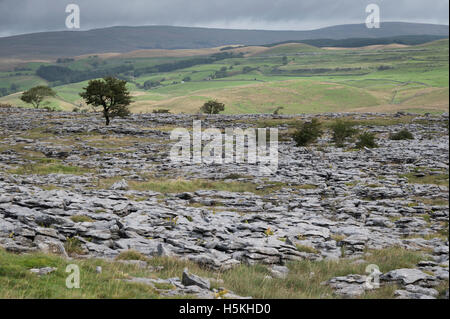 Kalkstein Pflaster, Sulber, Ingleborough Nature Reserve, in der Nähe von Horton in Ribblesdale, Yorkshire. Stockfoto