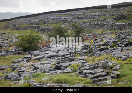 Kalkstein Pflaster, Sulber, Ingleborough Nature Reserve, in der Nähe von Horton in Ribblesdale, Yorkshire. Stockfoto