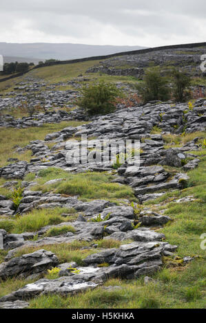 Kalkstein Pflaster, Sulber, Ingleborough Nature Reserve, in der Nähe von Horton in Ribblesdale, Yorkshire. Stockfoto