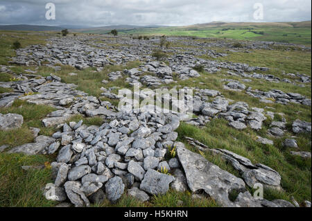 Kalkstein Pflaster, Sulber, Ingleborough Nature Reserve, in der Nähe von Horton in Ribblesdale, Yorkshire. Stockfoto